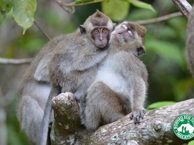 Long tailed macaque (1)